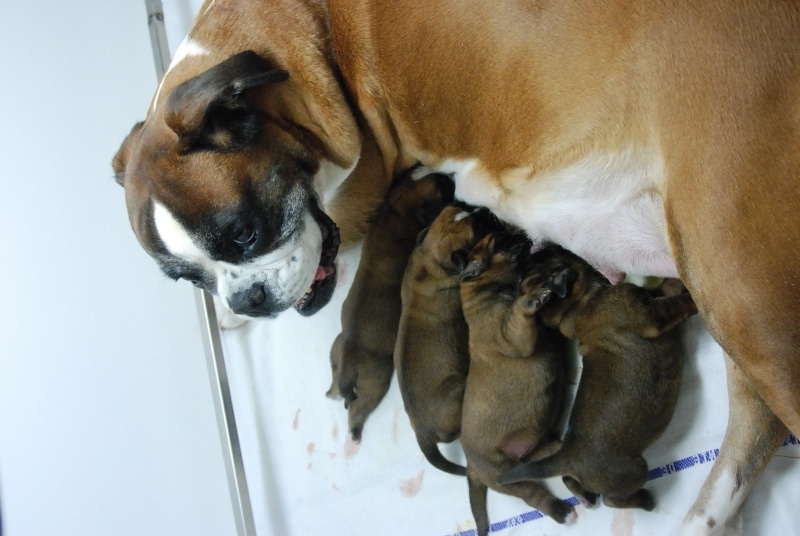 chiot Boxer Du Clan Des Boxs