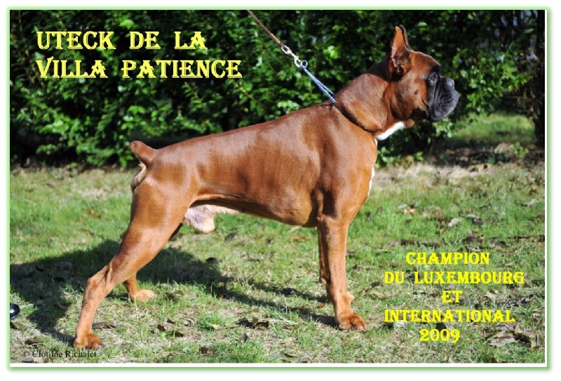 CH. Uteck de la villa patience